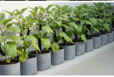 Kebun Terong Mini, Cara Praktis Manfaatkan Lahan Kecil Agar Tetap Produktif