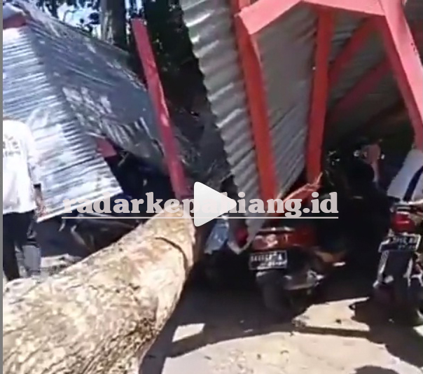 #videork Ditimpa Mahoni, Sepeda Motor Patah jadi Dua