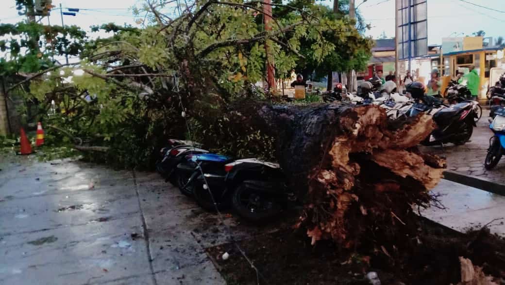 Lagi Asyik di Dalam BIM, Motor Ditimpa Pohon Tumbang