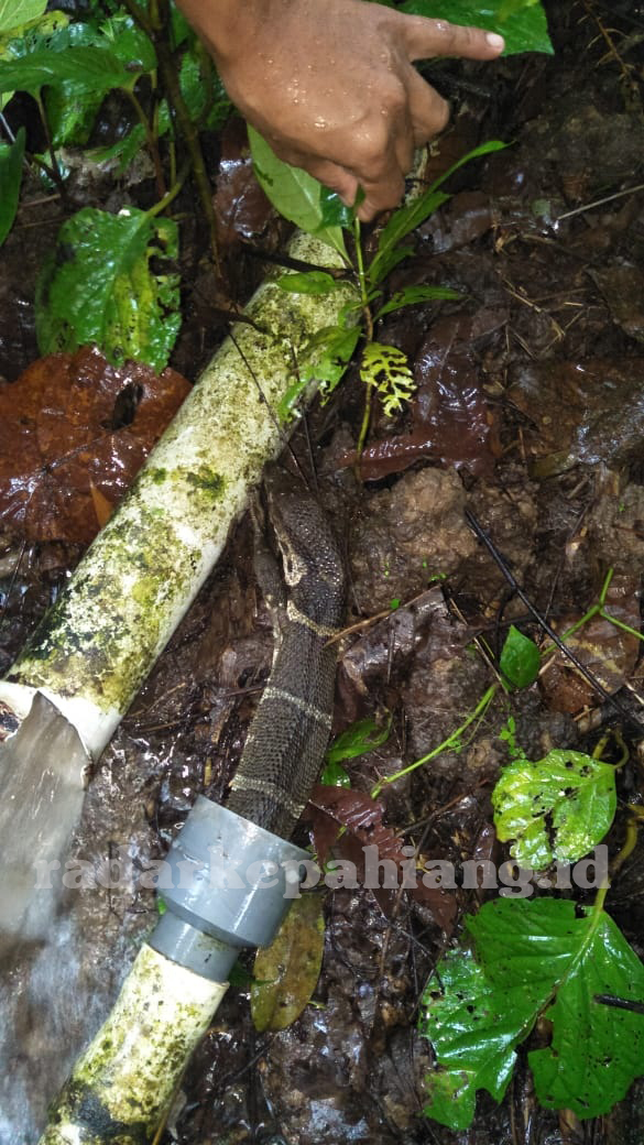 Ketika Biawak Disalahkan di RSUD Kepahiang