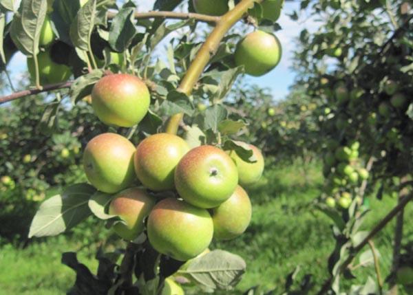 Dinas Pertanian Bagikan 10.000 Bibit Apel