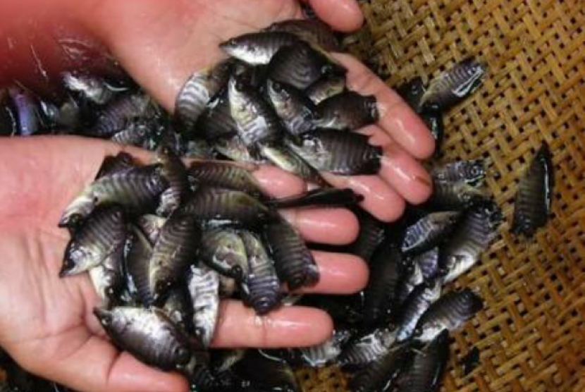 Anggaran Disedot Covid-19, Pembagian 200 Ribu Bibit Ikan Batal