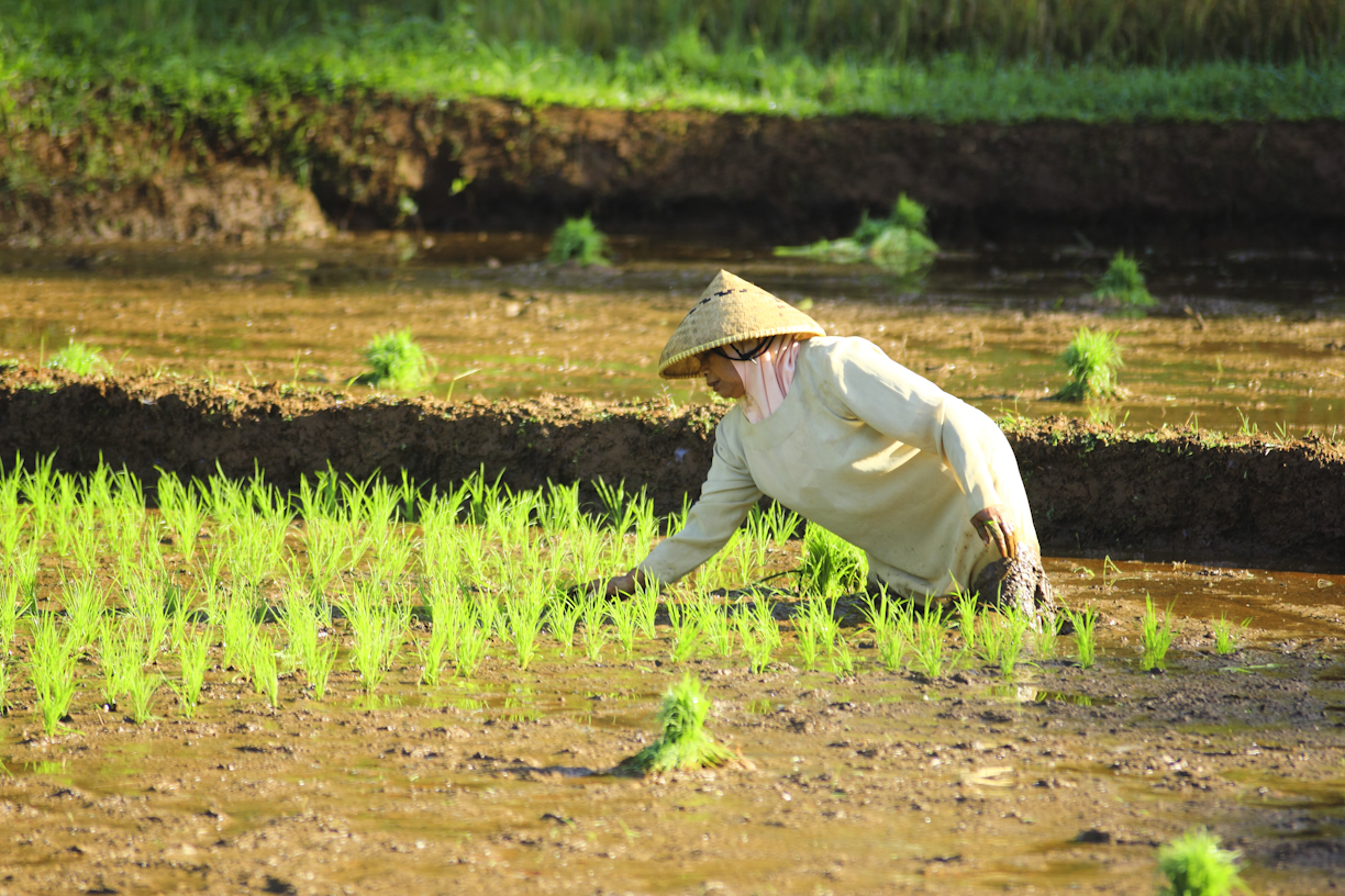 Disperkan Lebong Siapkan 56 Ton Pupuk Subsidi untuk Petani