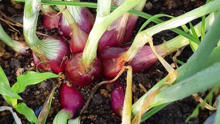 7 Ton Bibit Bawang Merah Segera Dibagikan