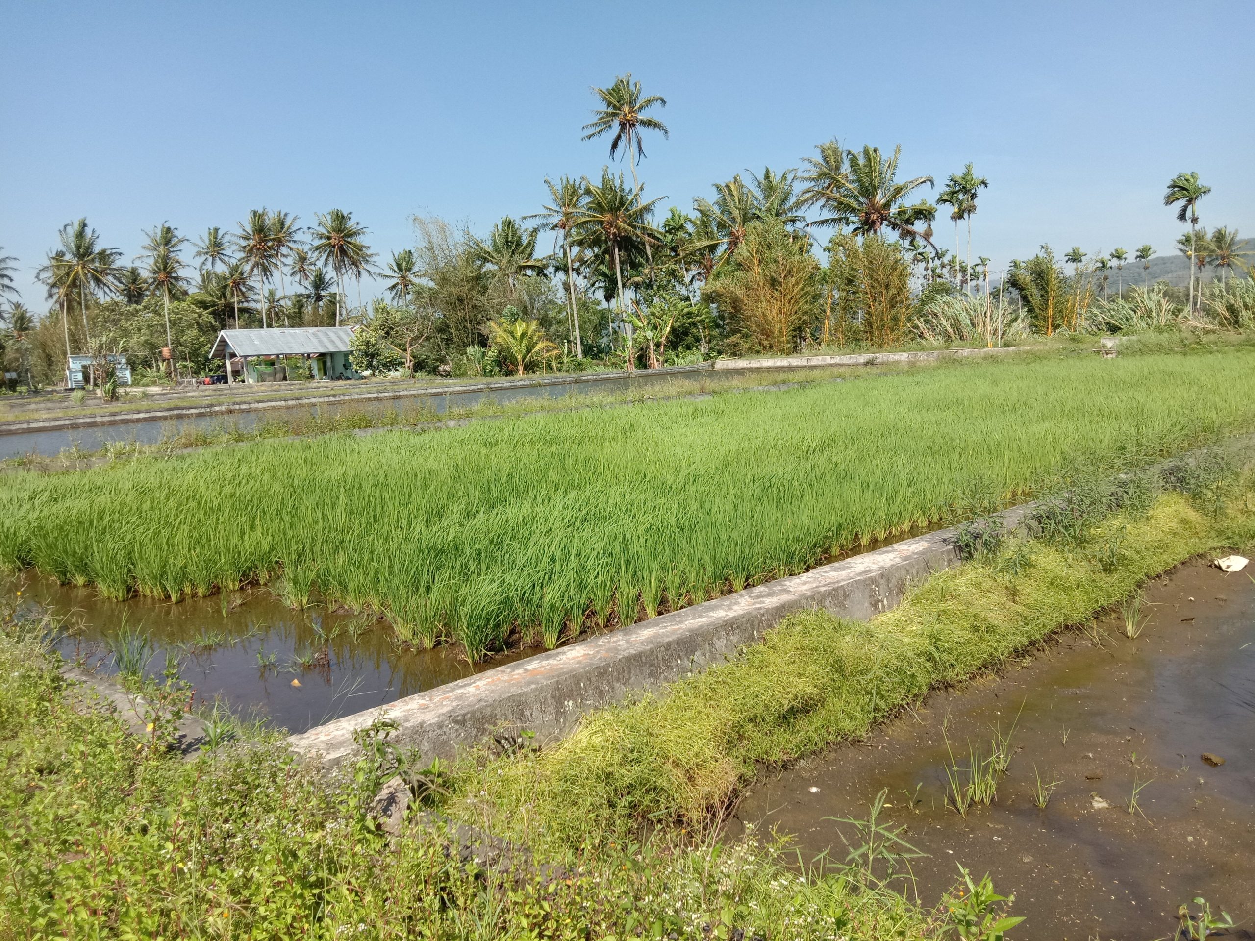 Dua Kolam BBI Dialihfungsikan Jadi Sawah