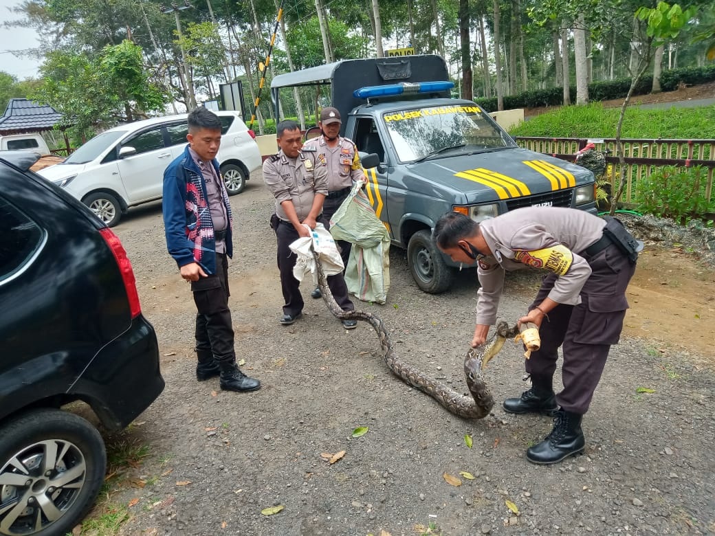 Piton Sebesar Paha, Hampir Saja Mangsa Ternak Warga