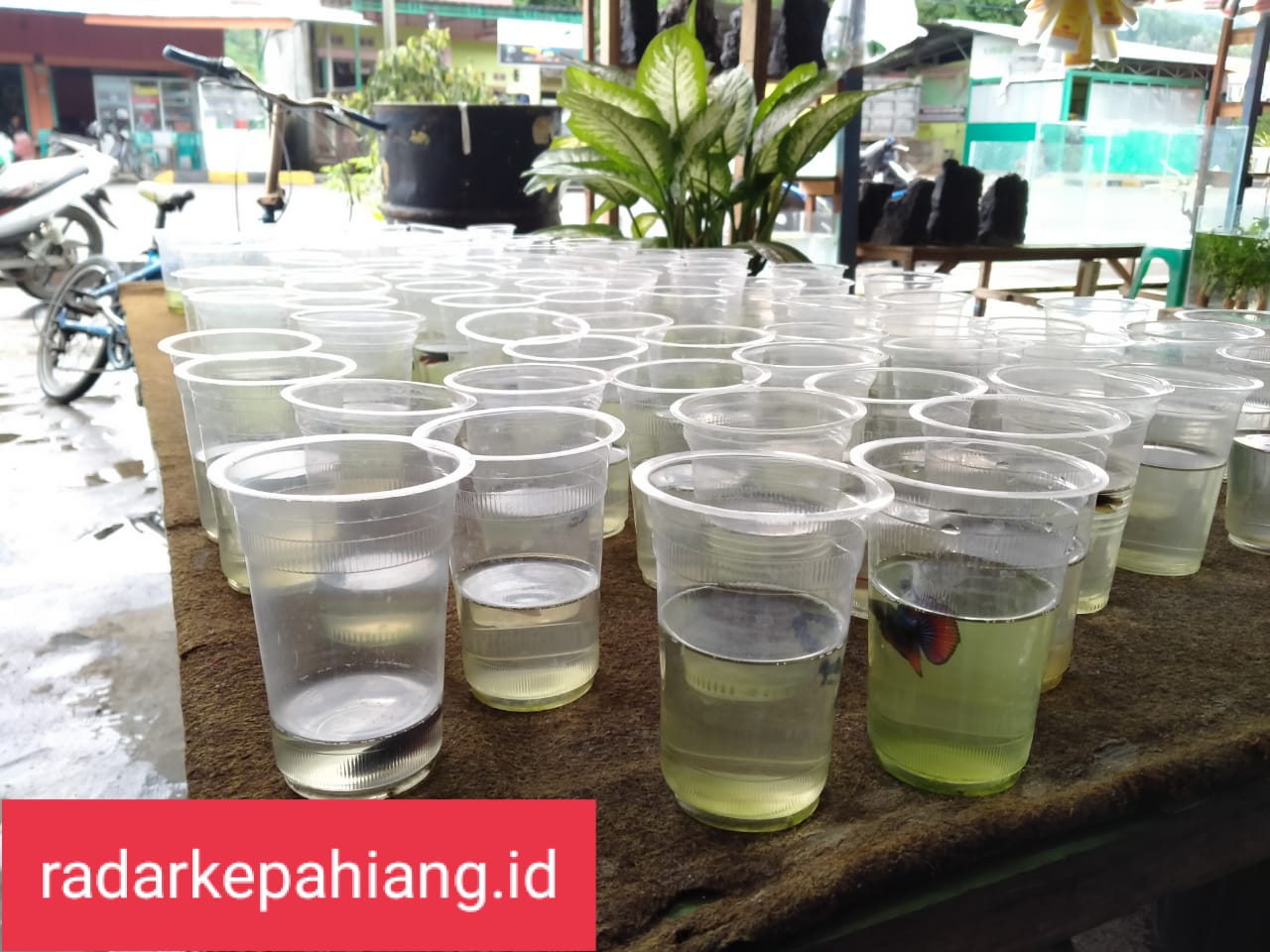 Penjual Ikan Cupang Raup Untung Rp 850 Ribu – Rp 2,5 Juta Sehari