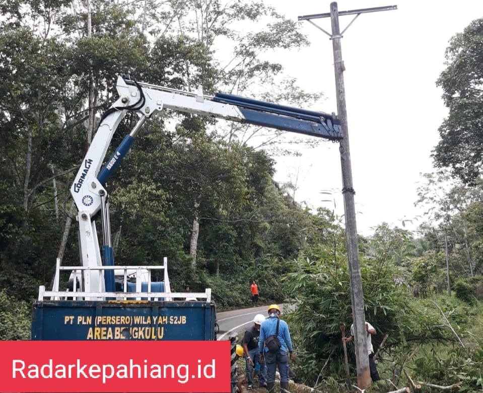 Pohon Tumbang Timpa Kabel, Jaringan Listrik Beberapa Wilayah di Kepahiang Mati