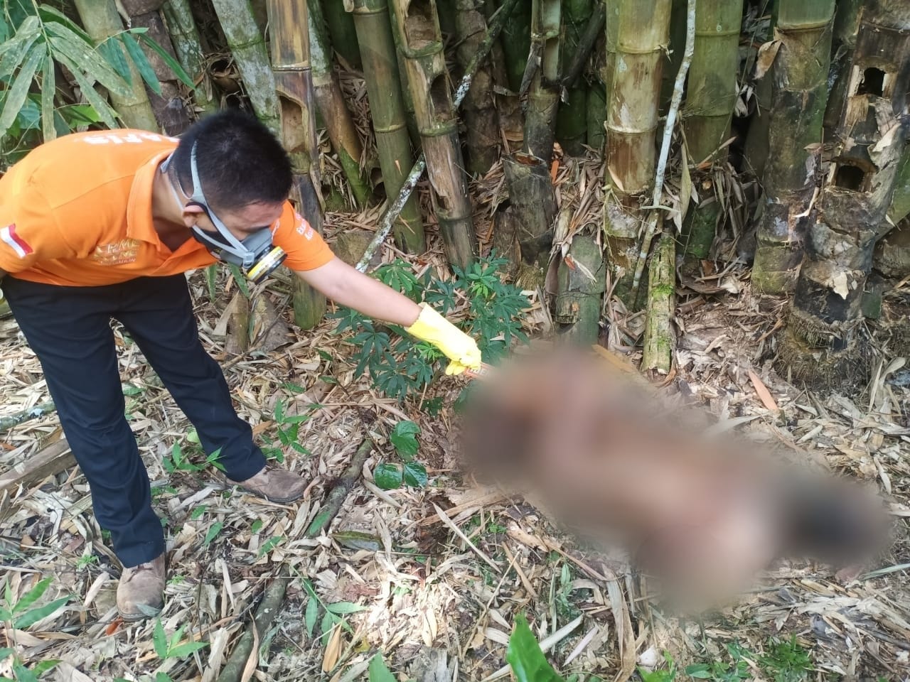 Mayat Tanpa Busana Ditemukan di Bawah Rumpun Bambu