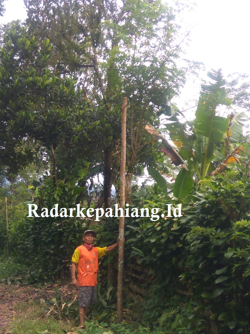 Warga Gunakan Bambu Jadi Tiang dan Ikat Kabel Listrik di Pohon