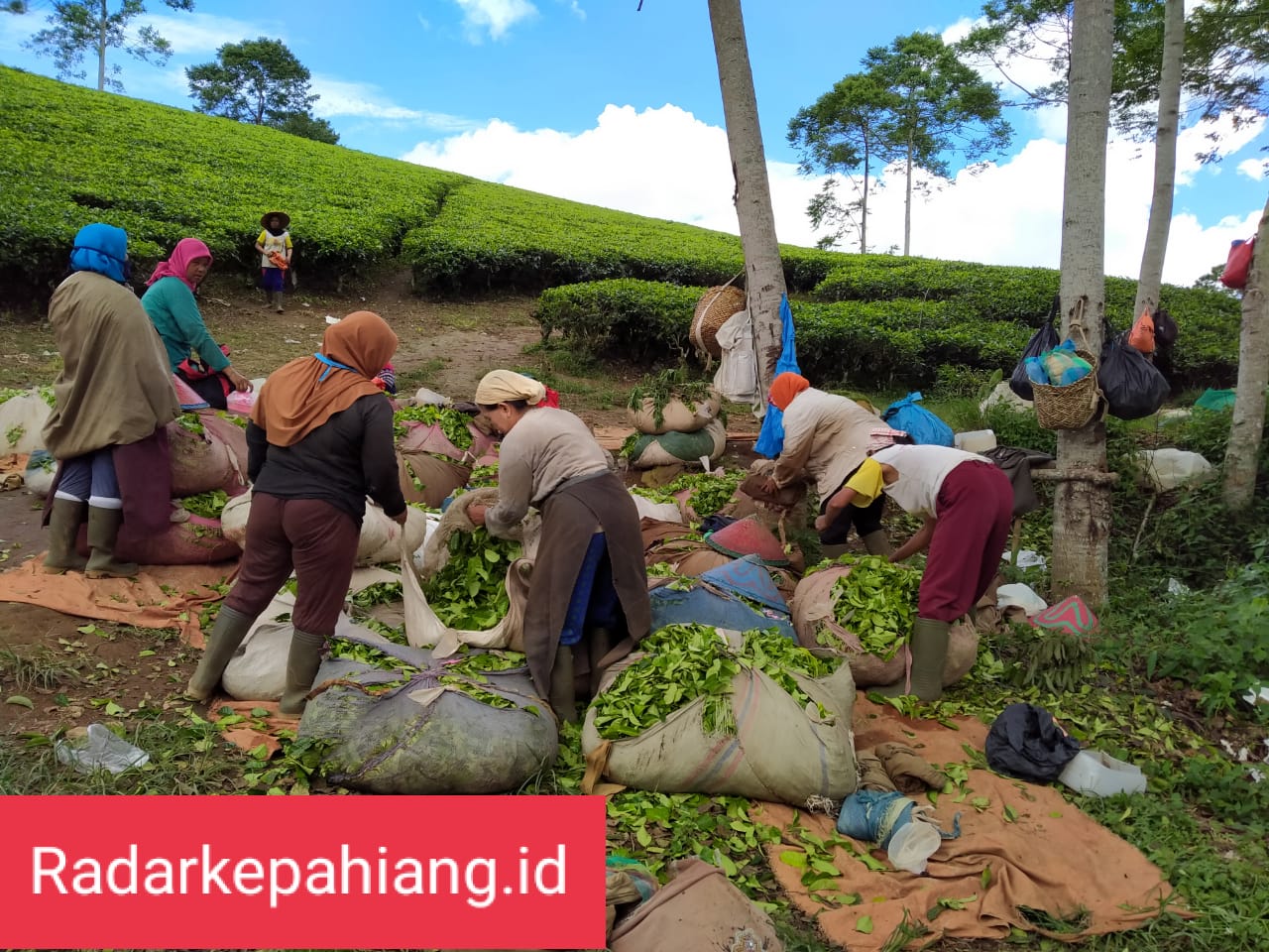 Sudah 2 Bulan Pemetik Teh Kabawetan Tidak Bisa Bekerja Maksimal