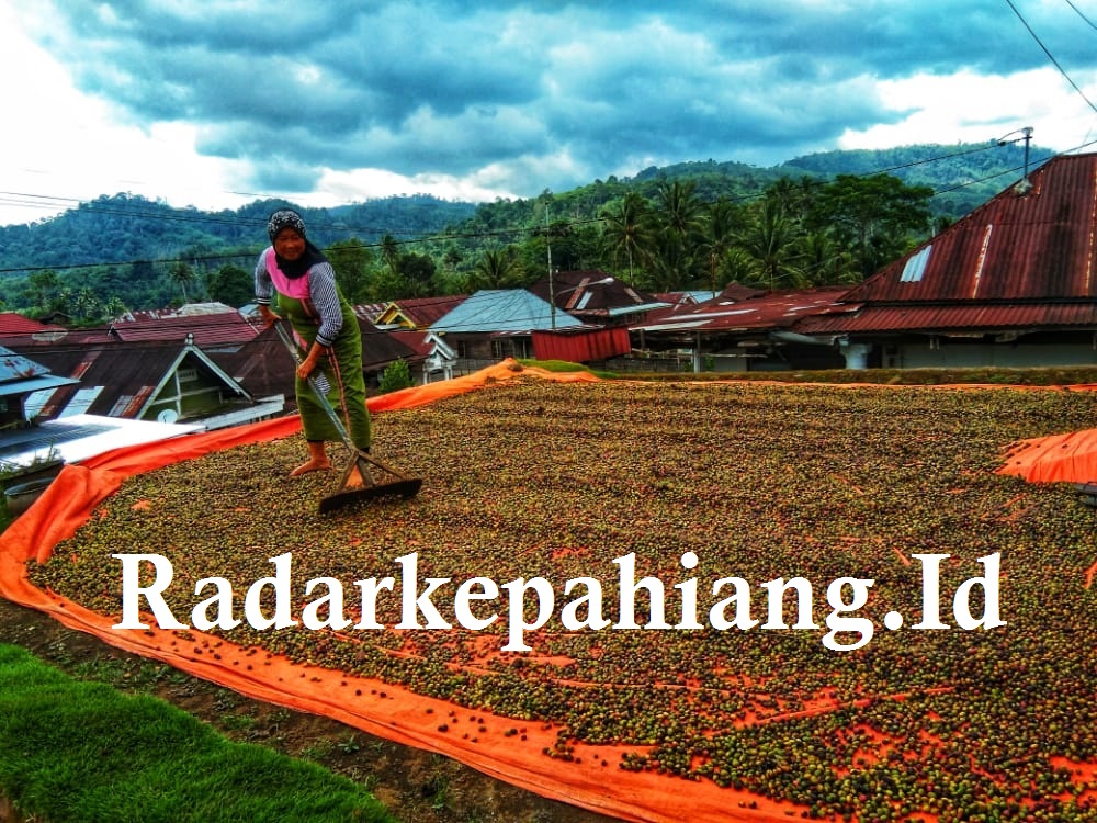 Nasib Petani Kopi Kepahiang, Hasil Panen Merosot dan Harga Anjlok