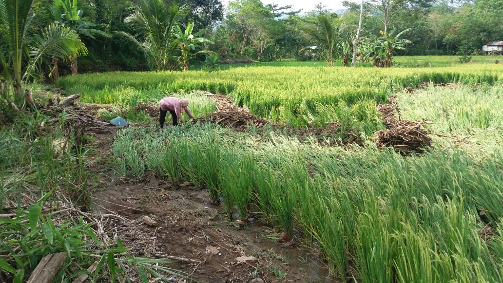 Dalam Setahun, Lahan Persawahan di Kepahiang Berkurang 1.000 Ha Lebih