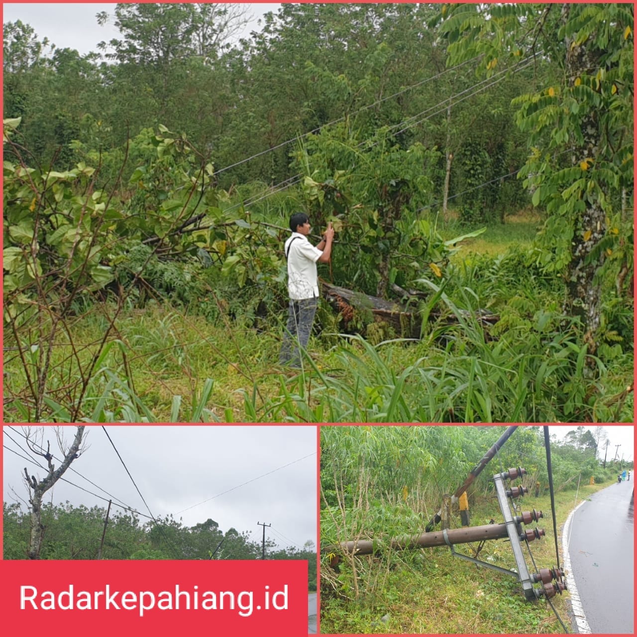 Pohon Aren Tumbang Timpa Jaringan Listrik di Daspetah I