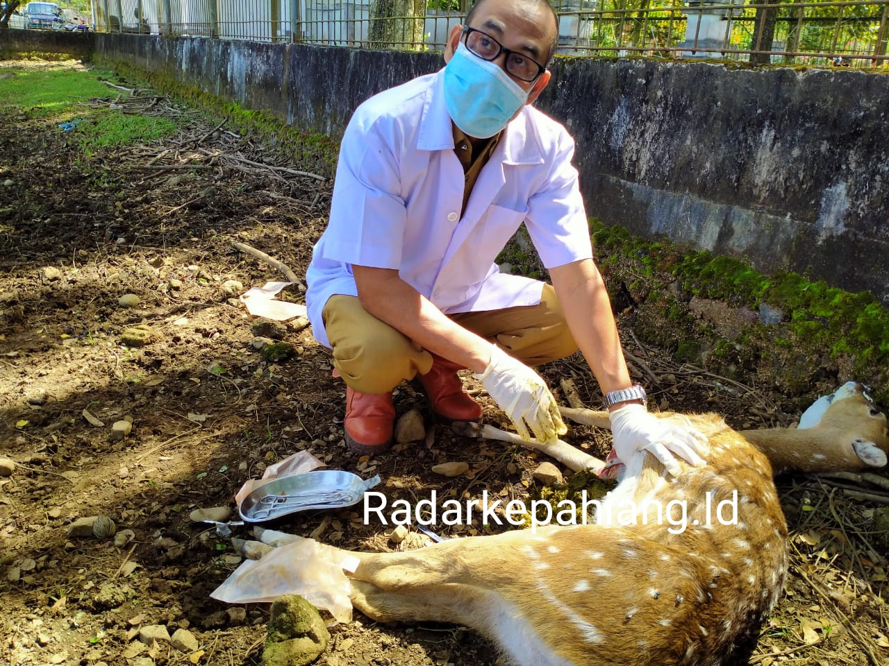 Rusa Tutul Pemkab Kepahiang Mati di Kandang