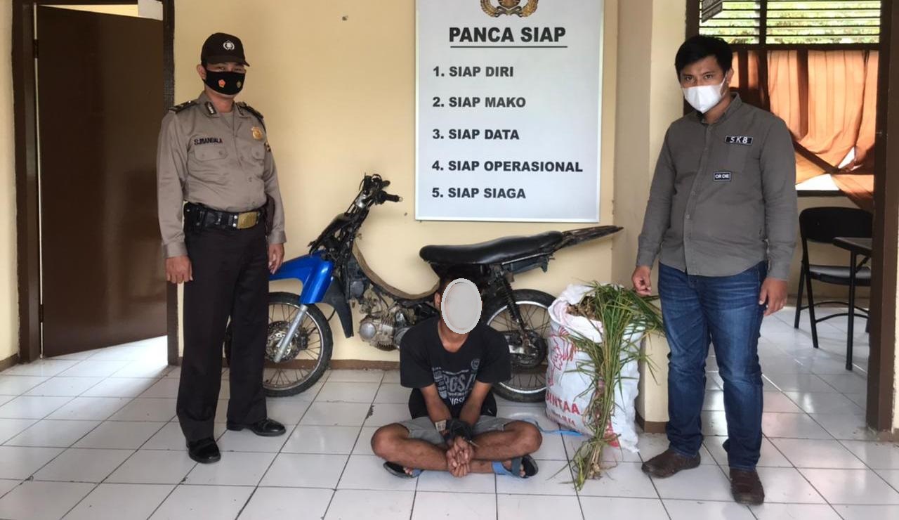 Lagi, Petani di Kepahiang Ditangkap Polisi