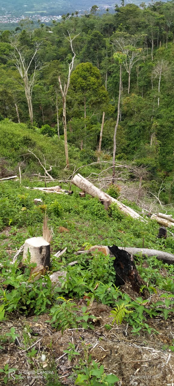 2 Hektar HL Kelilik Ditebang dan Dibakar