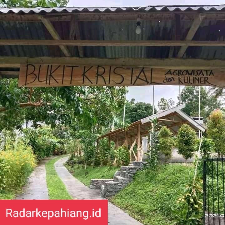 Agrowisata Bukit Kristal Resmi Dibuka, Pengunjung Bebas Makan Buah Sepuasnya