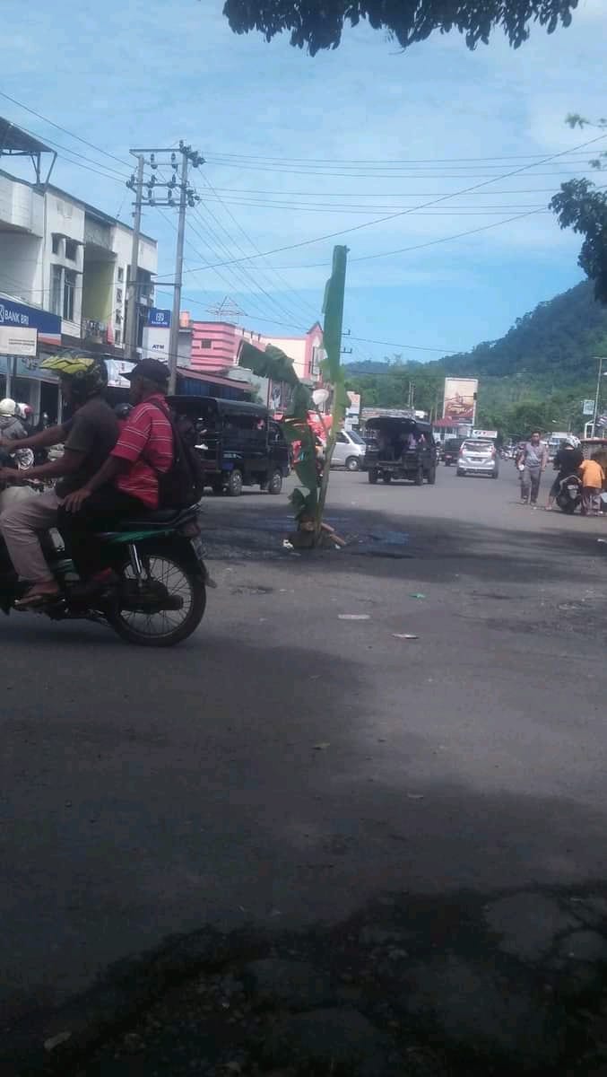 Mahasiswa Tanam Pisang dan Lepas Ikan Lele di Jalan Berlubang Pasar Kepahiang