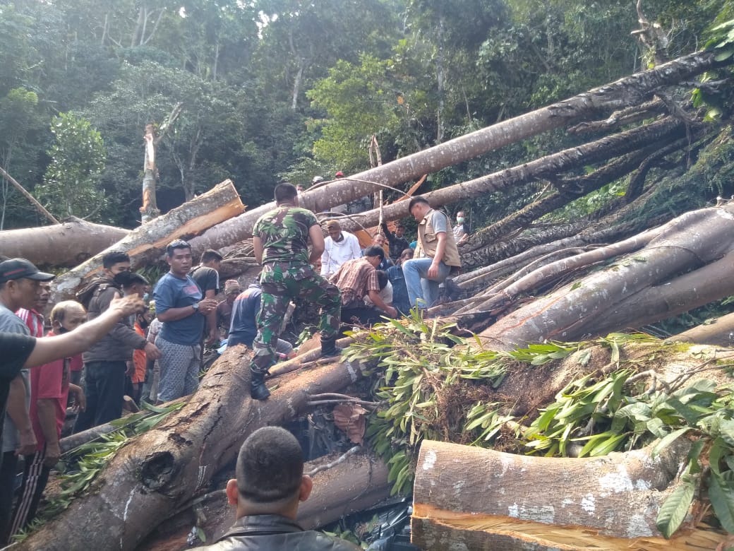 Pohon Tumbang, Pasutri Asal Lubuklinggau Tewas di Tempat