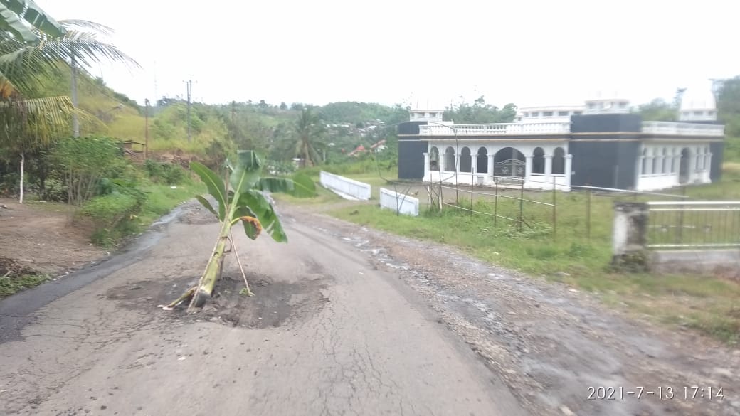 Aksi Tanam Pohon Pisang di Jalan Kembali Terjadi di Kepahiang