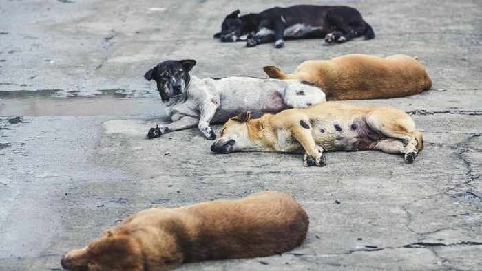 Anjing Liar Meresahkan Masyarakat