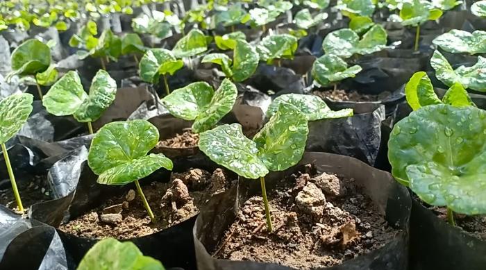 10 Ribu Batang Bibit Kopi Bakal Dibagikan ke Petani Rejang Lebong