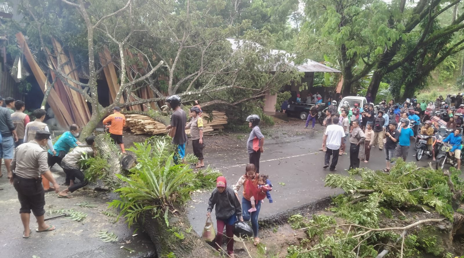 Lintas Kepahiang – Pagaralam “Dihadang” Pohon Tumbang