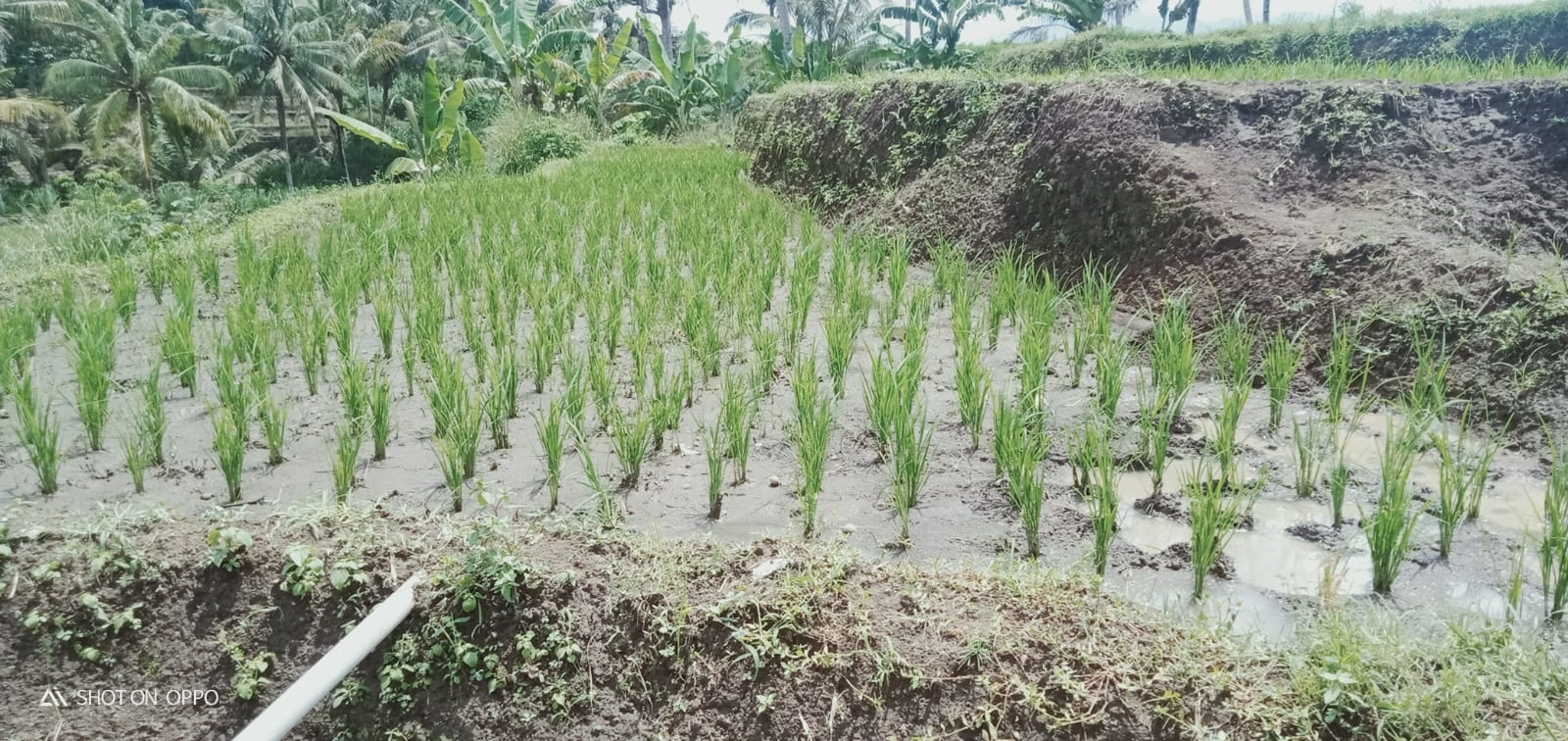 Distan Belum Usulkan Program Cetak Sawah