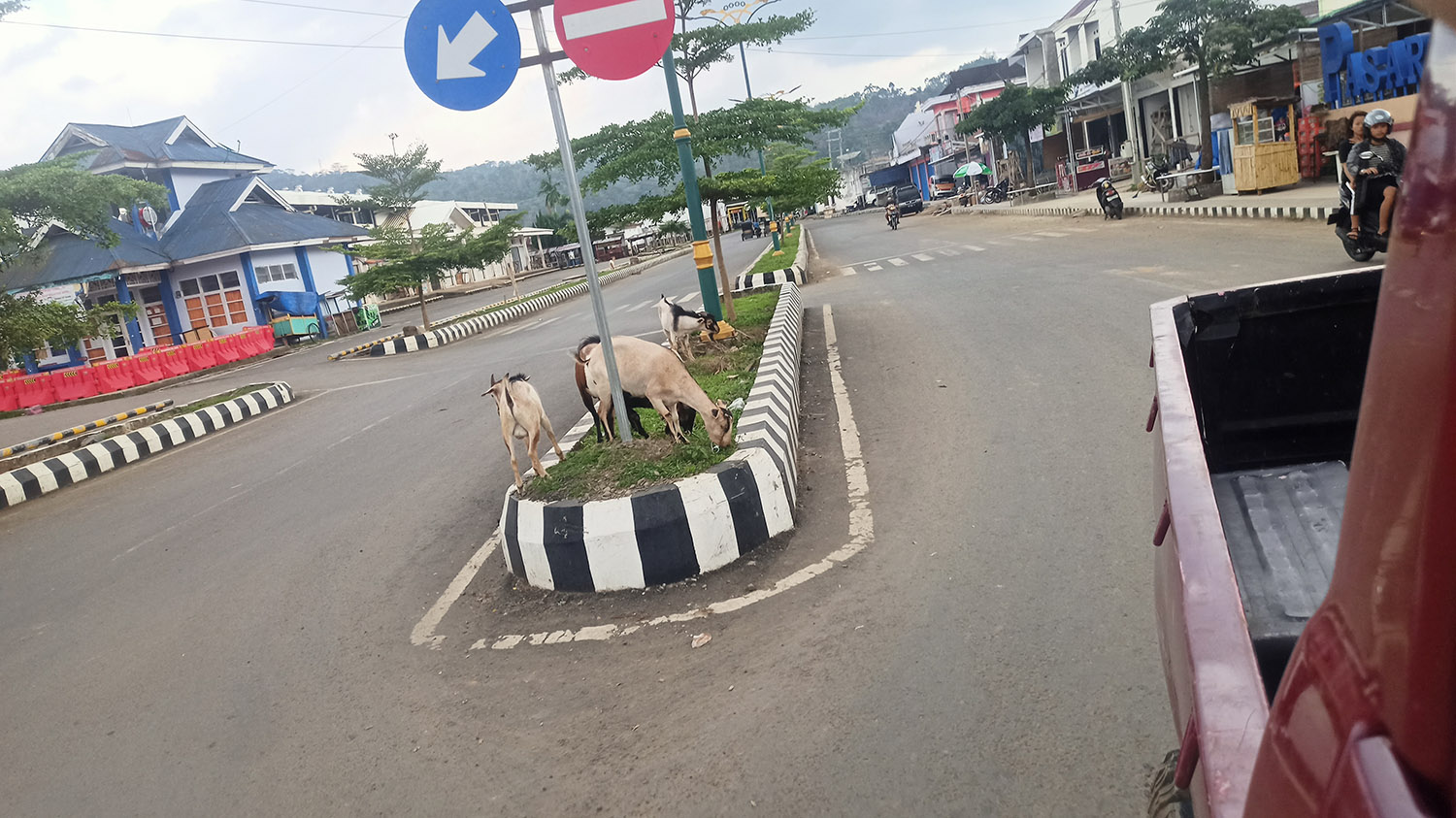 Lepas Liarkan Hewan Ternak Kaki Empat Siap-Siap Ditertibkan