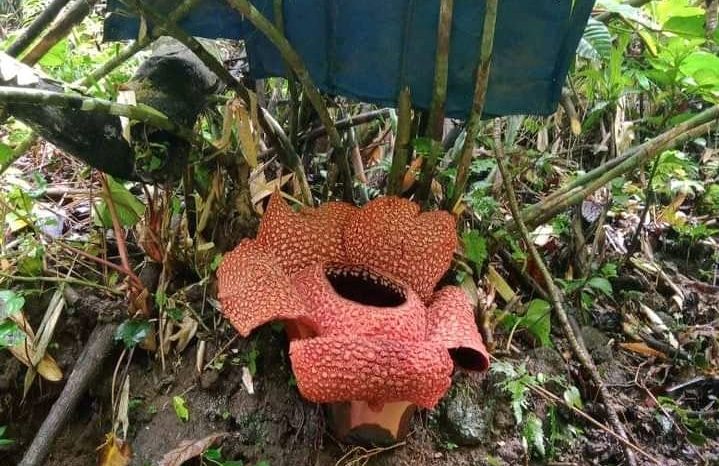 Rafflesia Mekar Indah di Tebat Monok