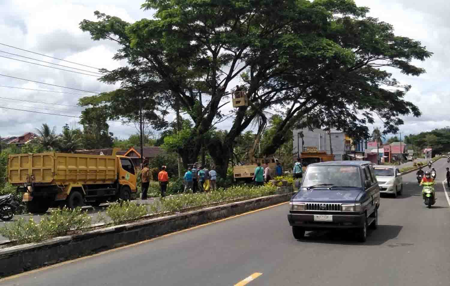 Gencar Pangkas Pohon di Pinggir Jalan