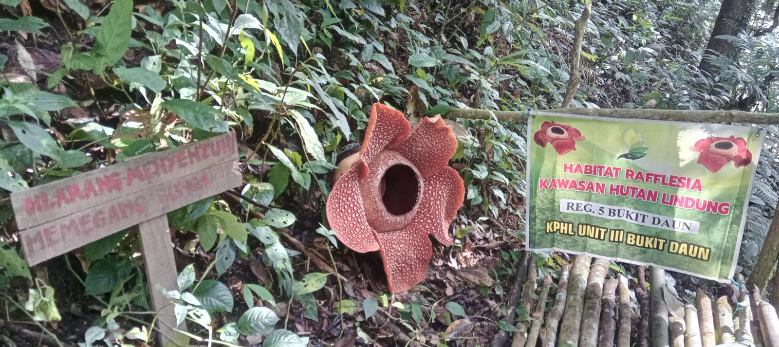Bunga Rafflesia Raksasa Mekar di Taman Konservasi