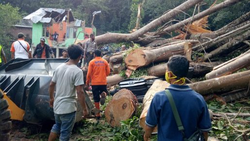 Belasan Pohon Rawan Tumbang Mengancam