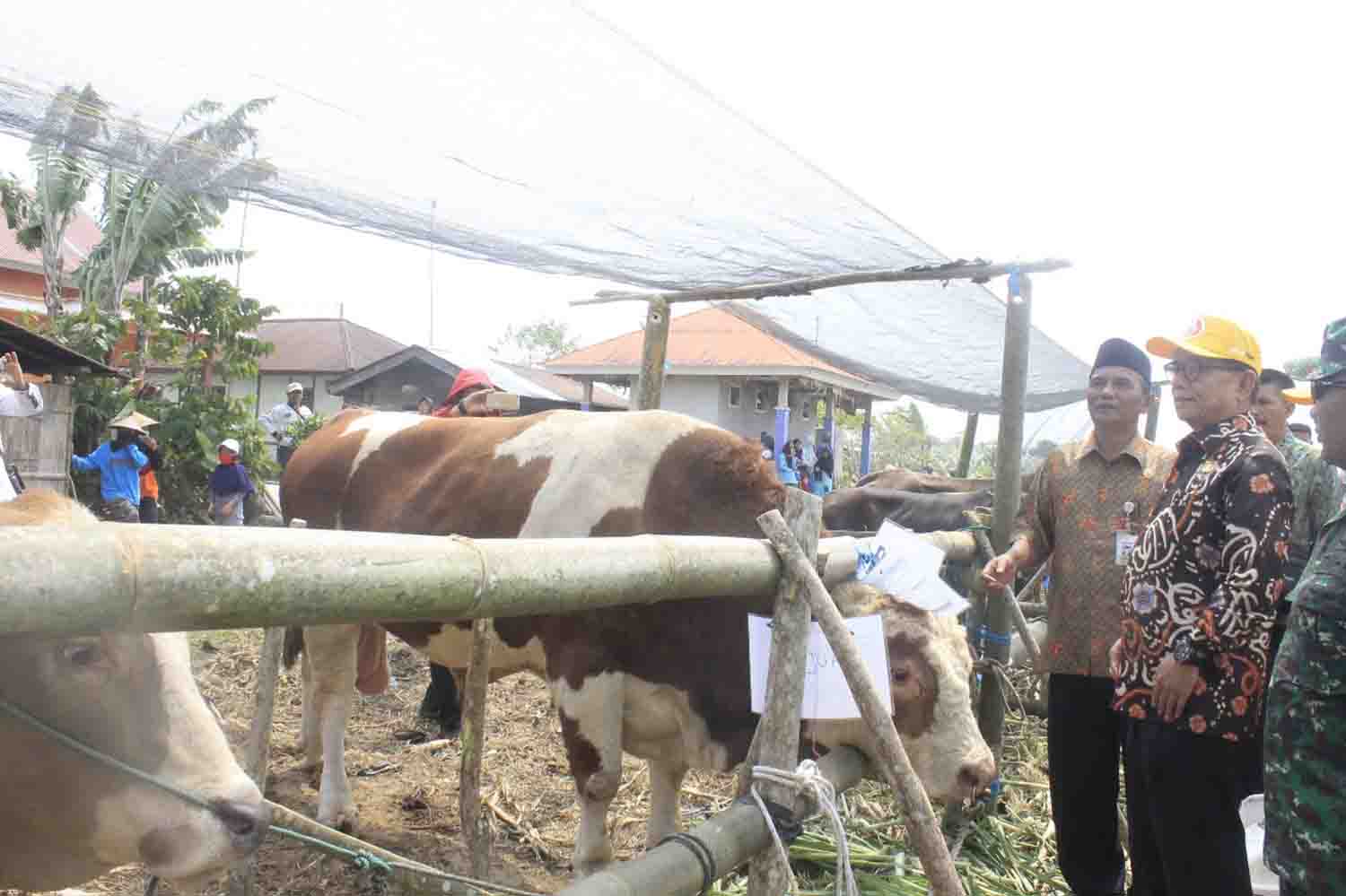 Lebih dari 130 Ekor Sapi dan 500 Kambing Siap Dikurbankan